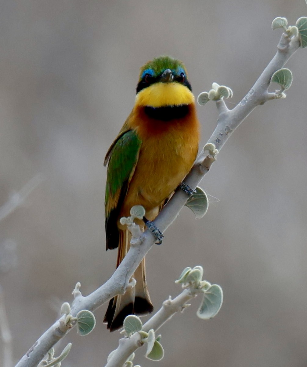 Little Bee-eater - ML646828432