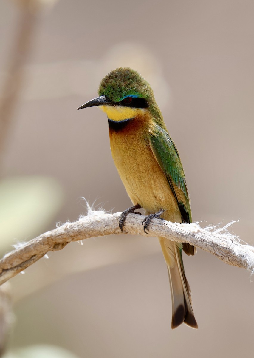 Little Bee-eater - ML646828433