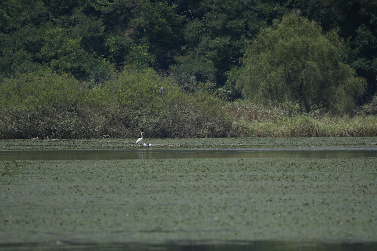Karabaş Martı - ML646828437