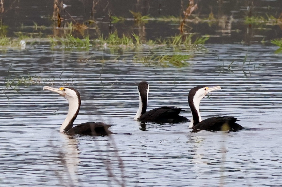 Elsterscharbe - ML646828438