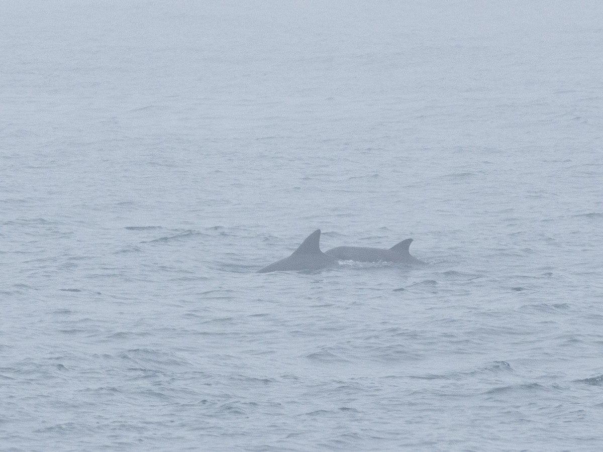 ミナミハンドウイルカ - ML646828439