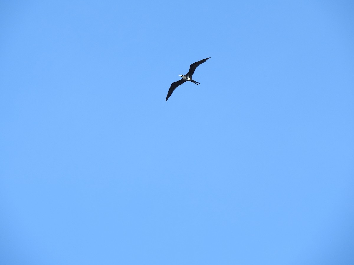 Arielfregattvogel - ML646828444