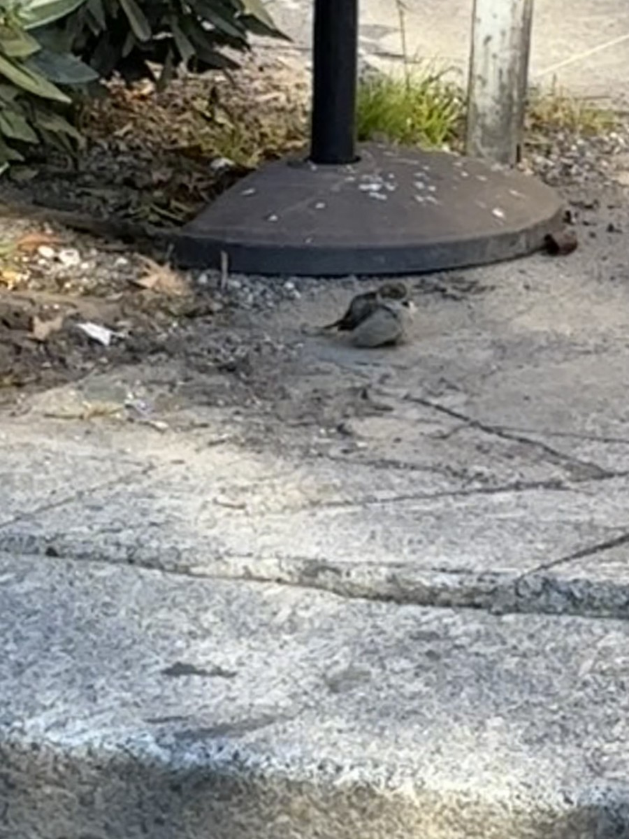 Горобець італійський - ML646828445