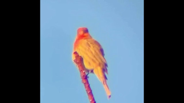 House Finch - ML646828449