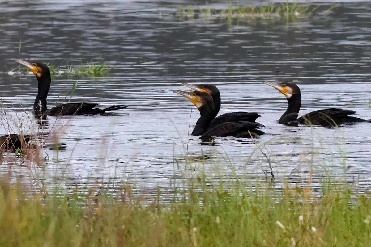 Kormoran - ML646828450