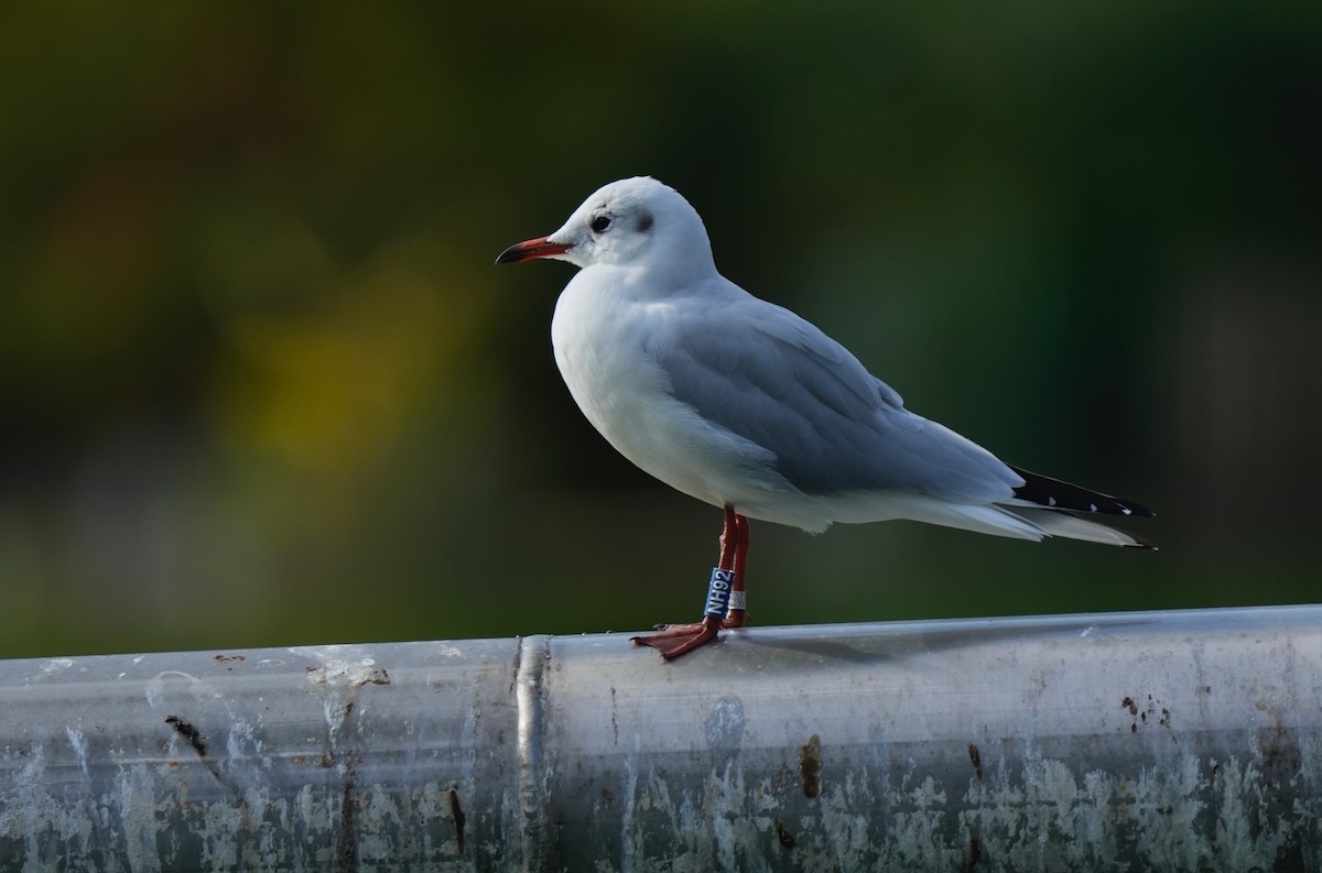 Хүрэн толгойт цахлай - ML646828451