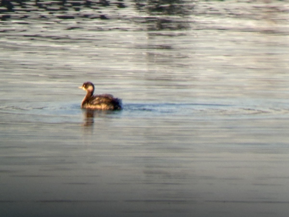 Eared Grebe - ML646828452