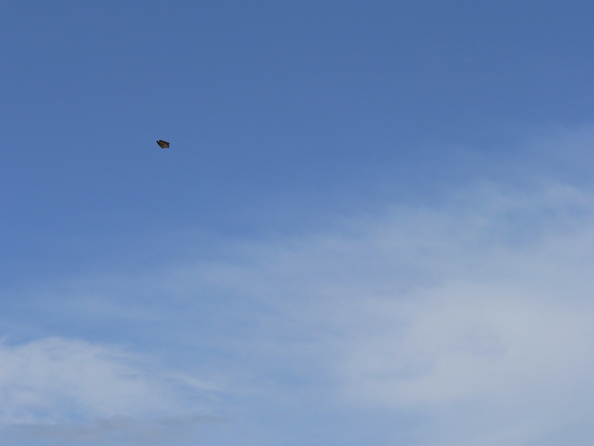 Glücksschwalbe - ML646828453