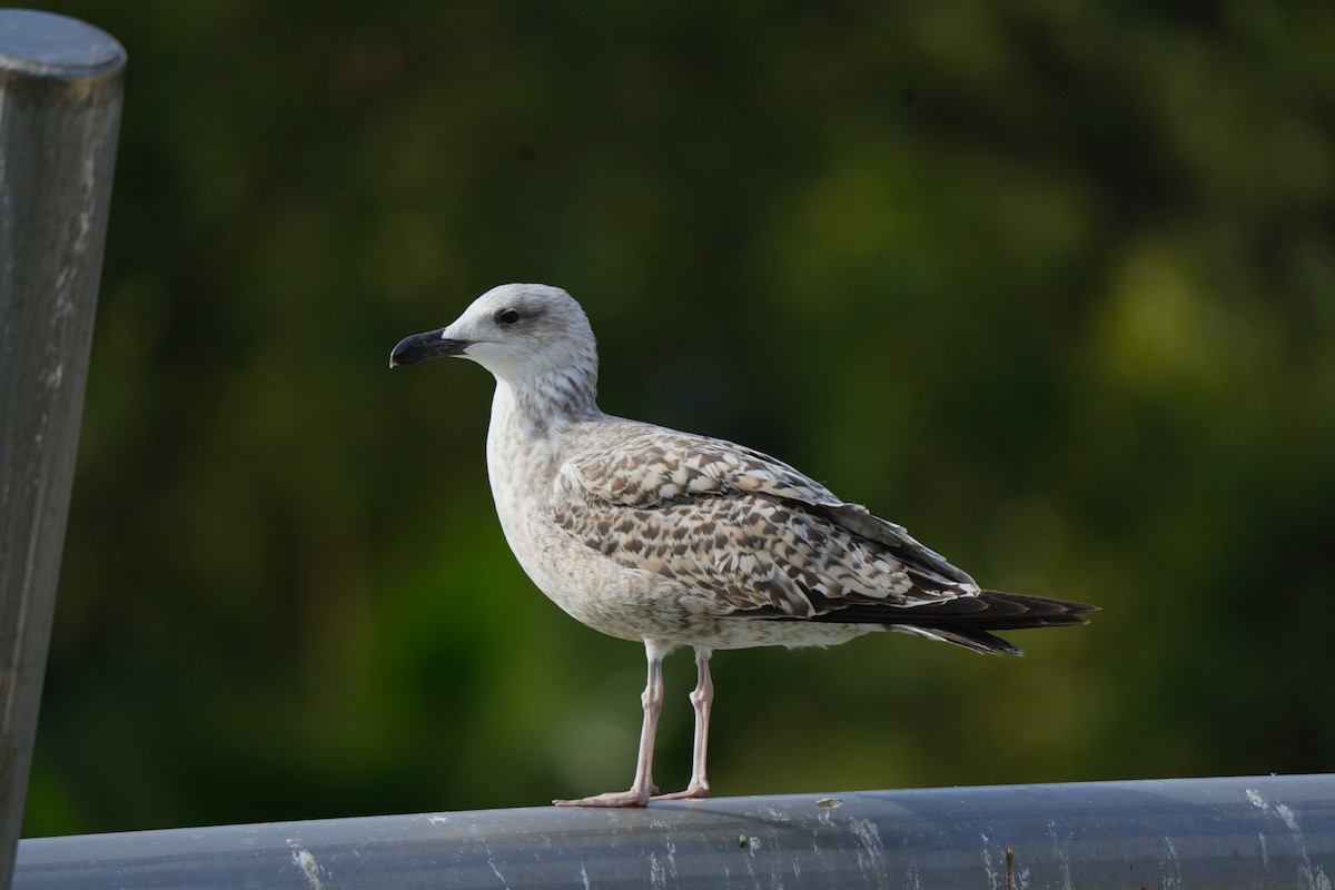 Yellow-legged Gull - ML646828454