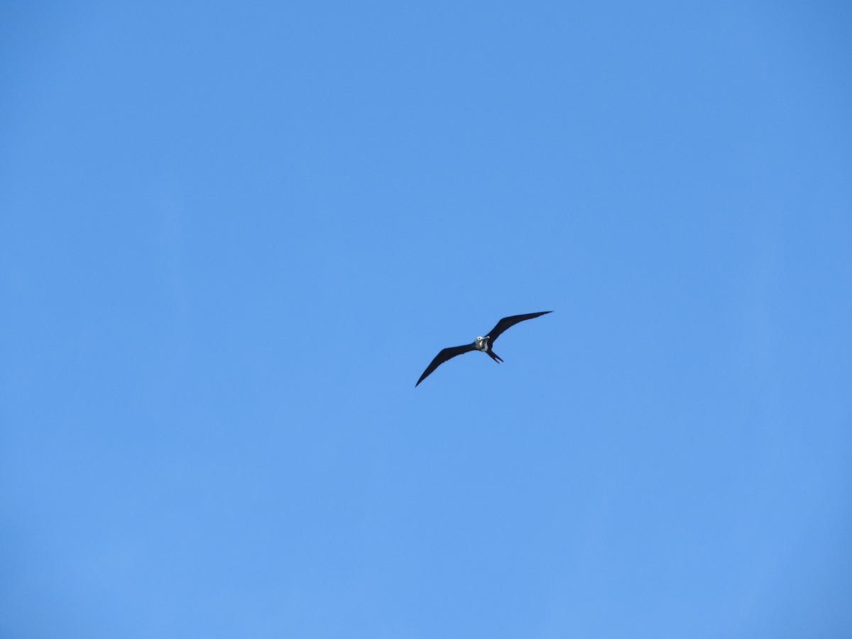 Arielfregattvogel - ML646828455