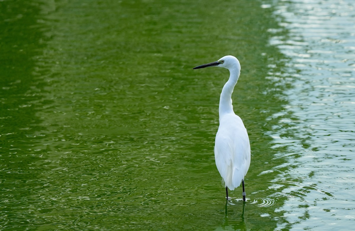 Хурган дэглий - ML646828456