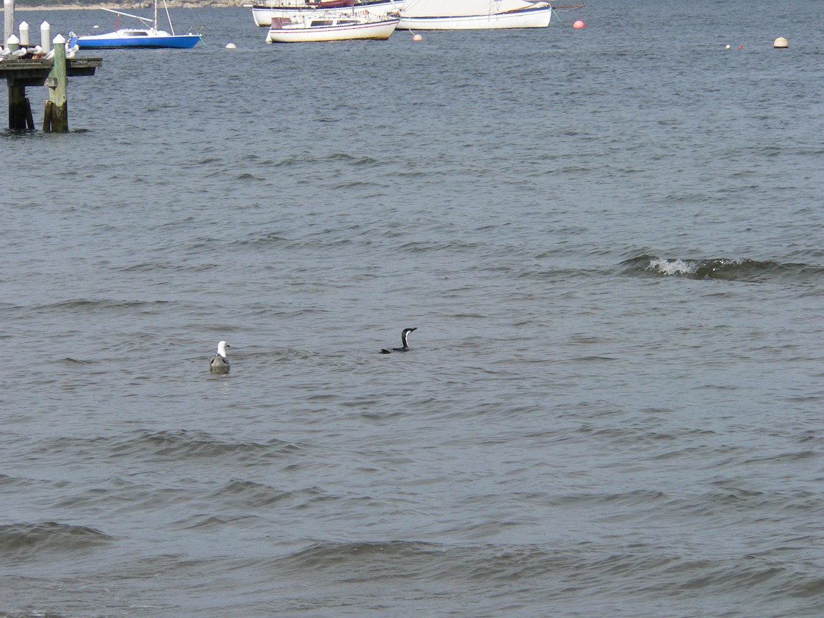 Schwarzgesichtscharbe - ML646828458