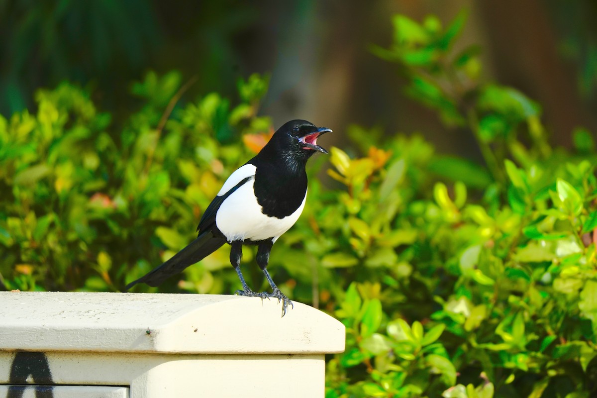 Алаг шаазгай - ML646828460