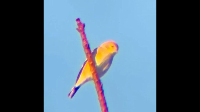 American Goldfinch - ML646828461