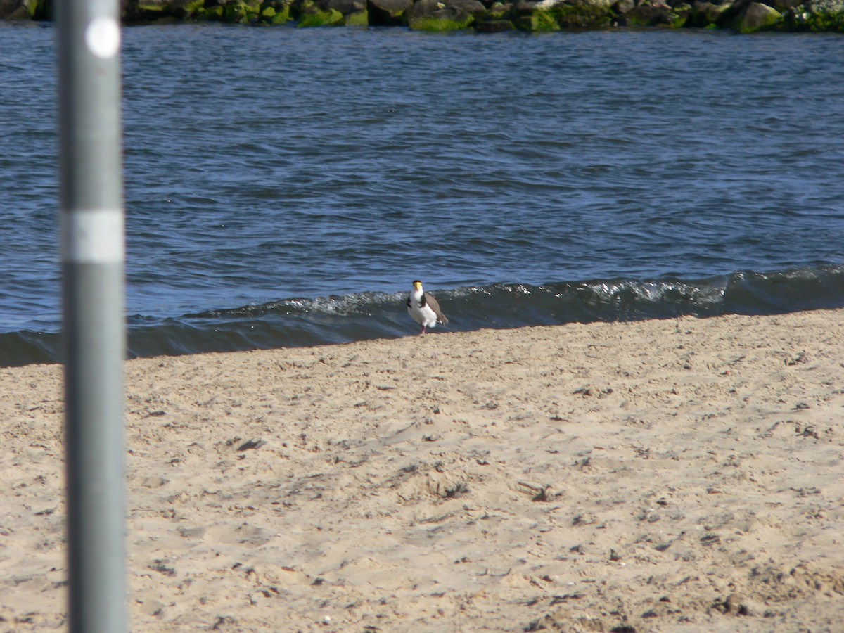 Maskenkiebitz (novaehollandiae) - ML646828462