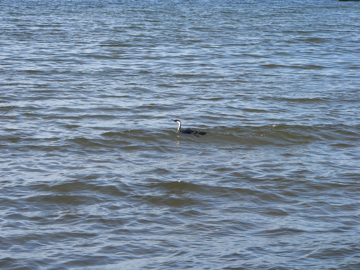 Schwarzgesichtscharbe - ML646828463