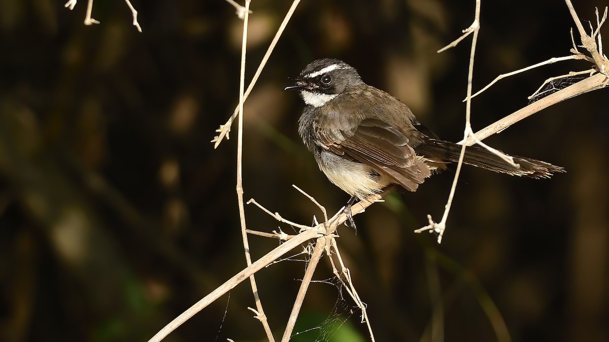Spot-breasted Fantail - ML646828465