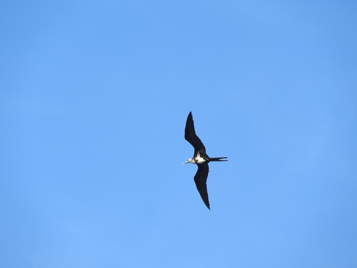 Arielfregattvogel - ML646828466