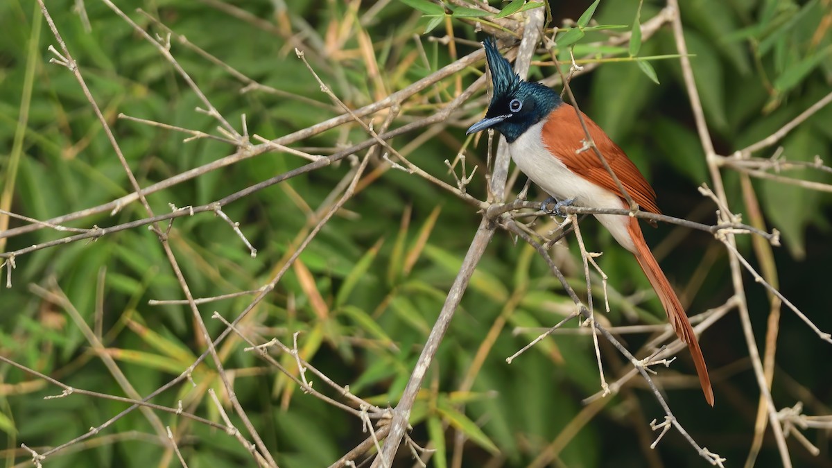 Indian Paradise-Flycatcher - ML646828468