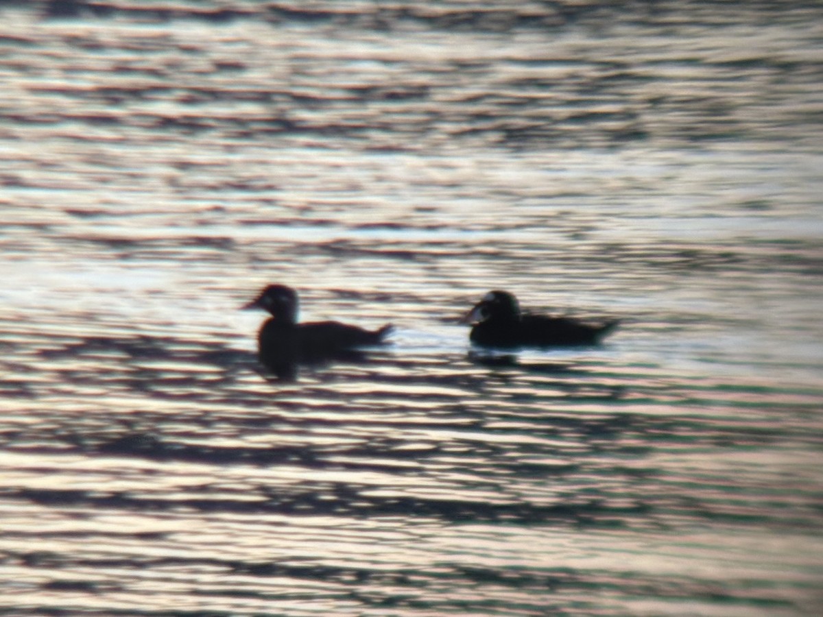 Surf Scoter - ML646828469