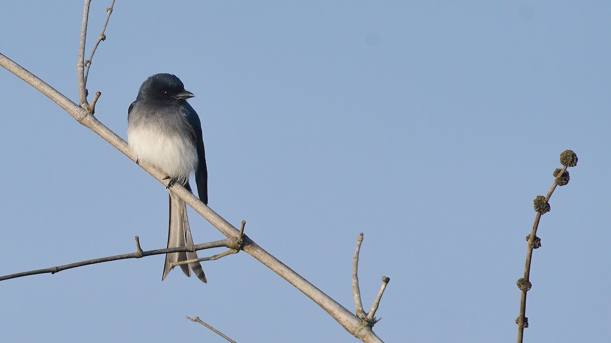 White-bellied Drongo - ML646828470