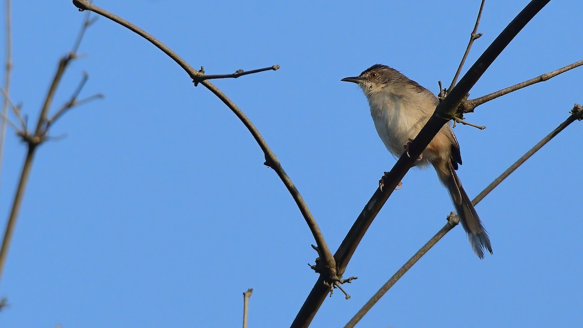 Jungle Prinia - ML646828471