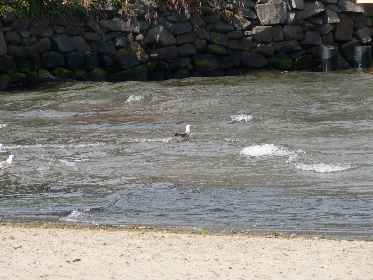 Kelp Gull - ML646828472