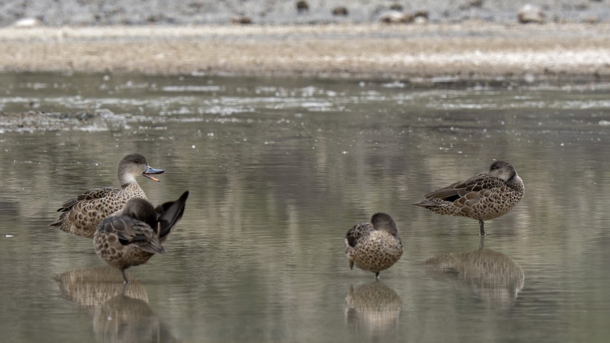 Gray Teal - ML646828473