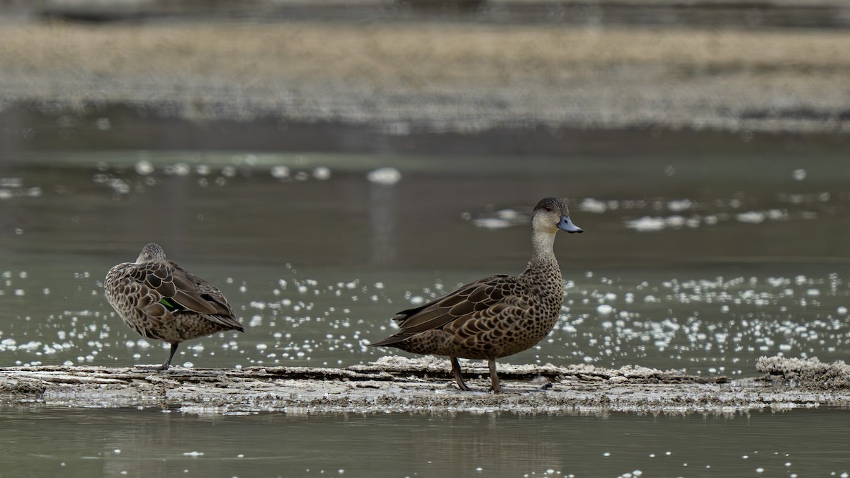 Gray Teal - ML646828474