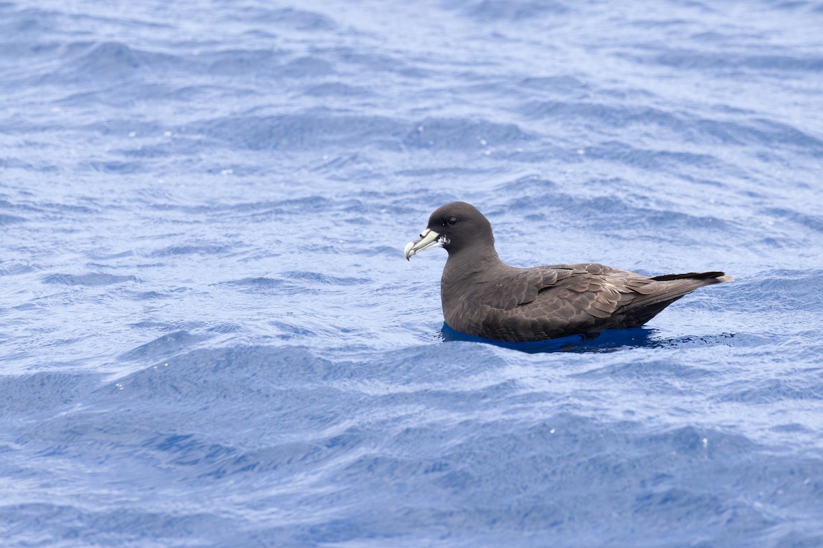 Pardela Gorjiblanca - ML646828475