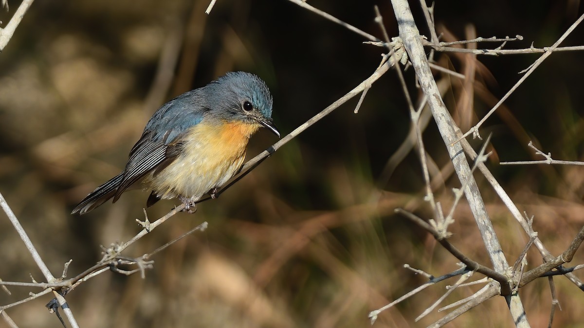 Tickell's Blue Flycatcher - ML646828477