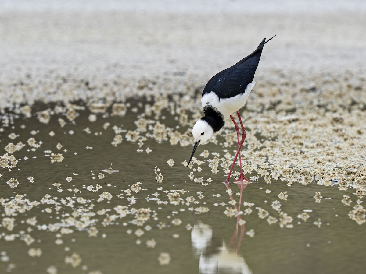 Pied Stilt - ML646828478