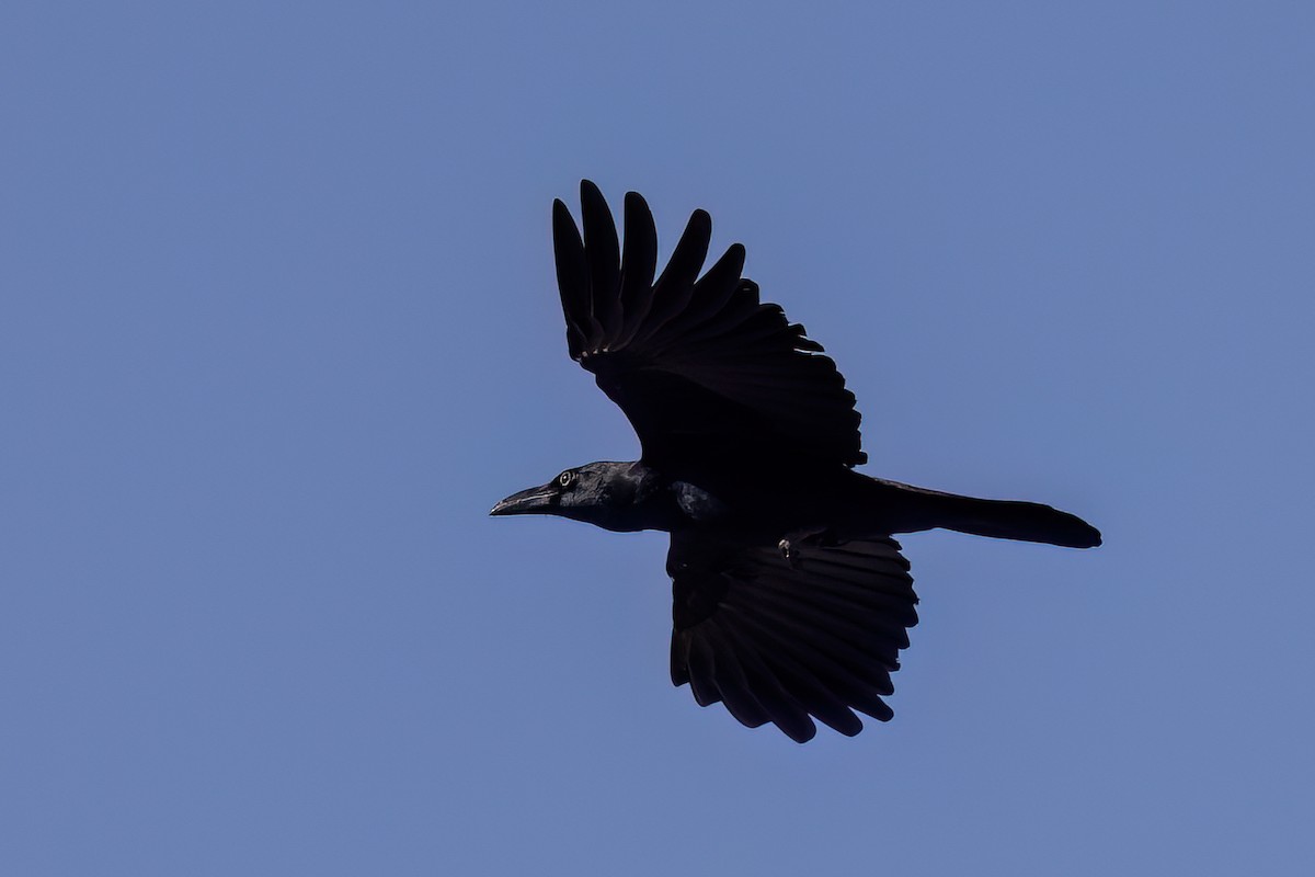 Large-billed Crow - ML646828479