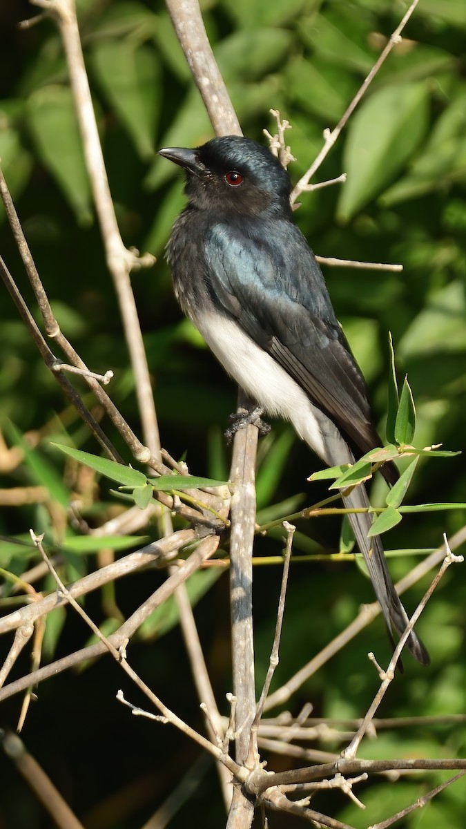 White-bellied Drongo - ML646828480