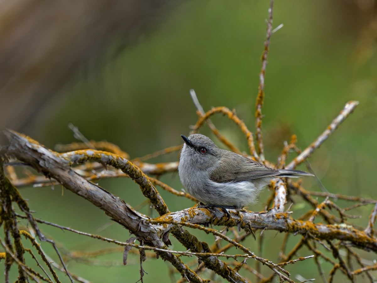 Gray Gerygone - ML646828481