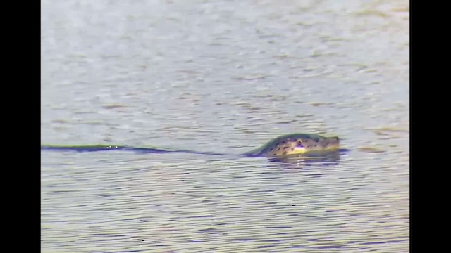 Harbor Seal - ML646828482