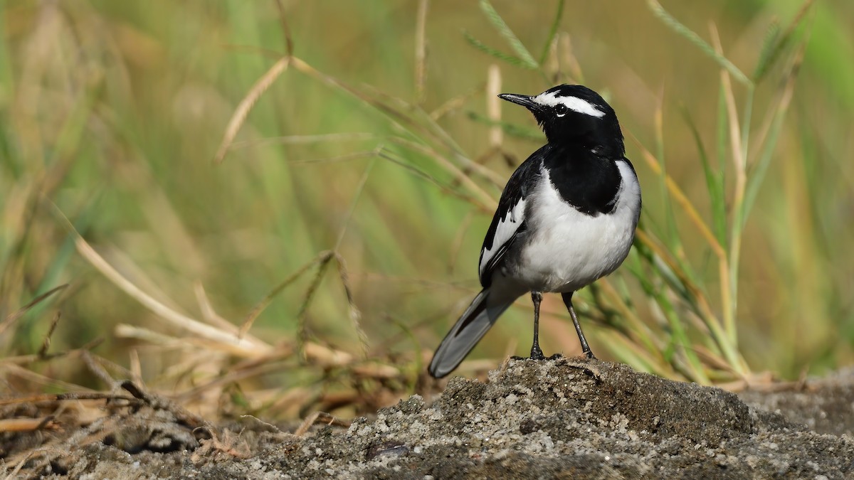 konipas indický - ML646828484