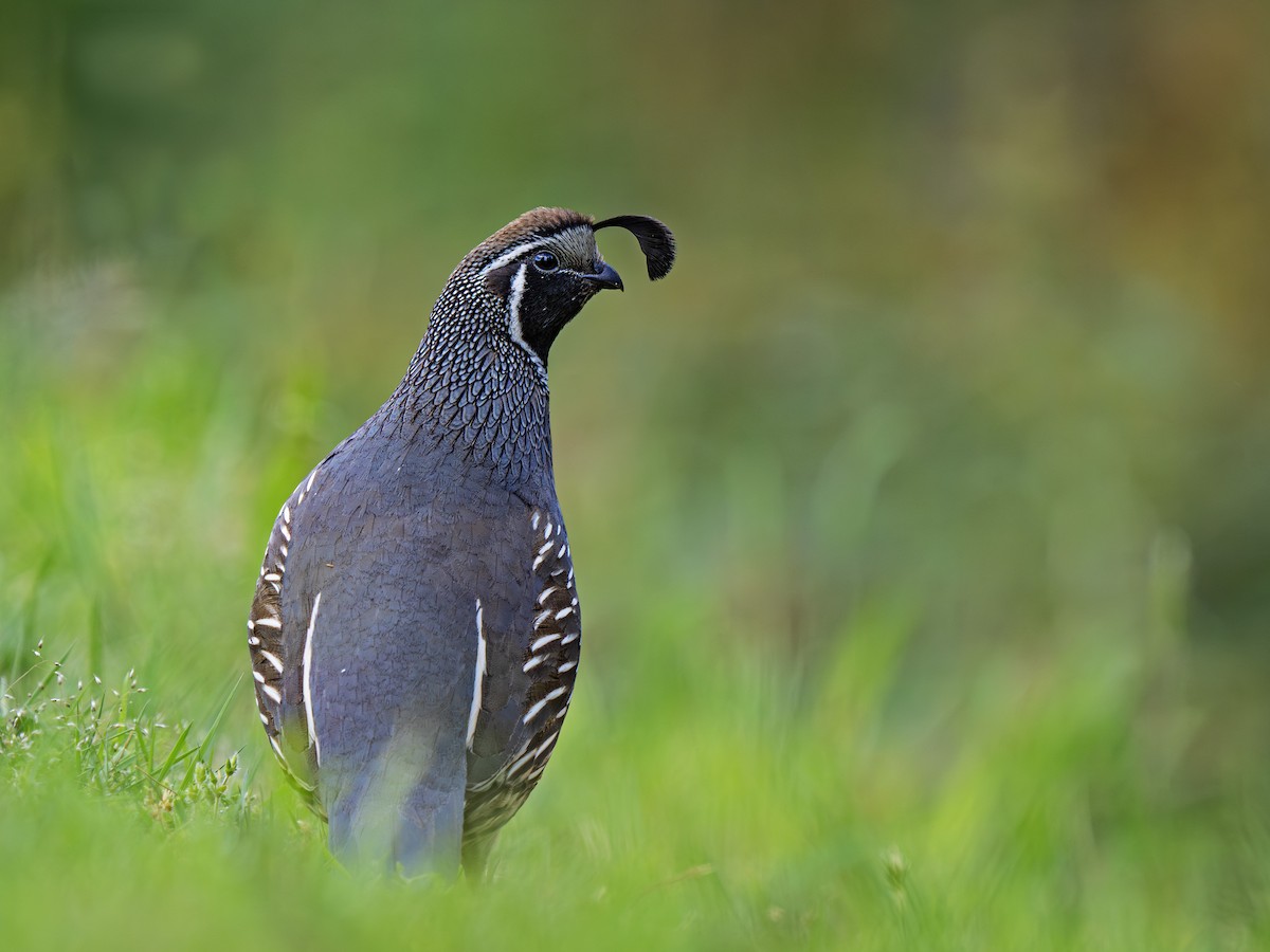 California Quail - ML646828486