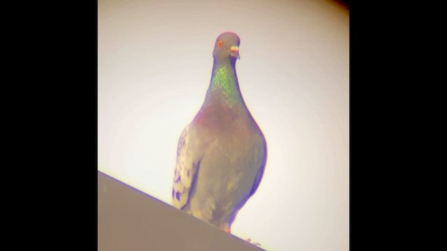 Rock Pigeon (Feral Pigeon) - ML646828487