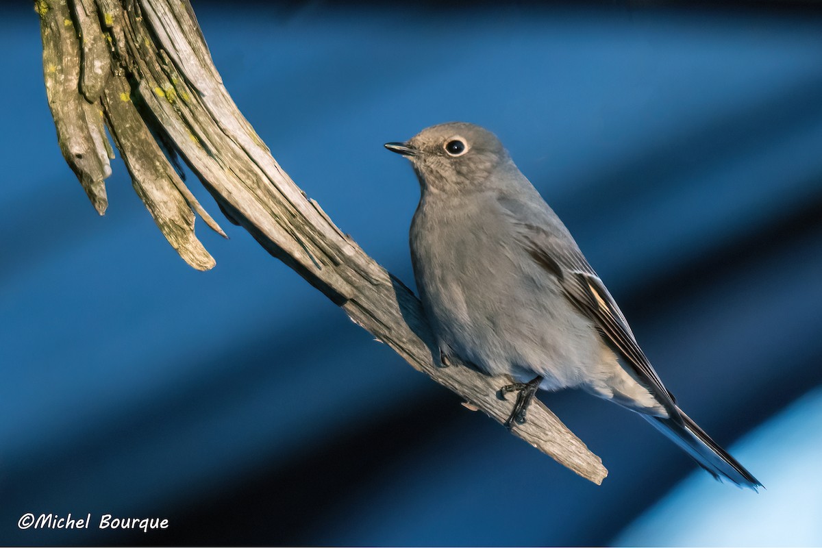 Townsend's Solitaire - ML646828488