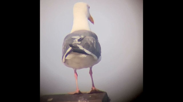 Western Gull - ML646828489