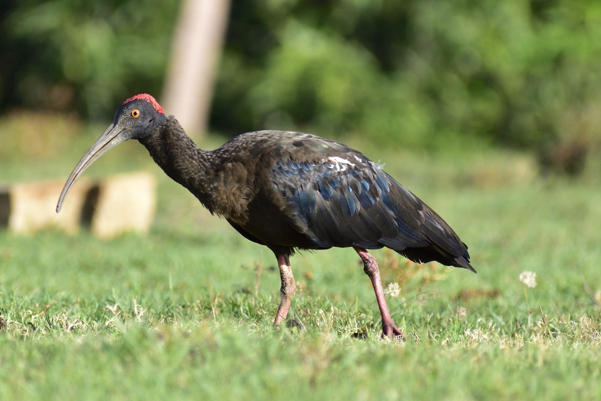 Red-naped Ibis - ML646828490