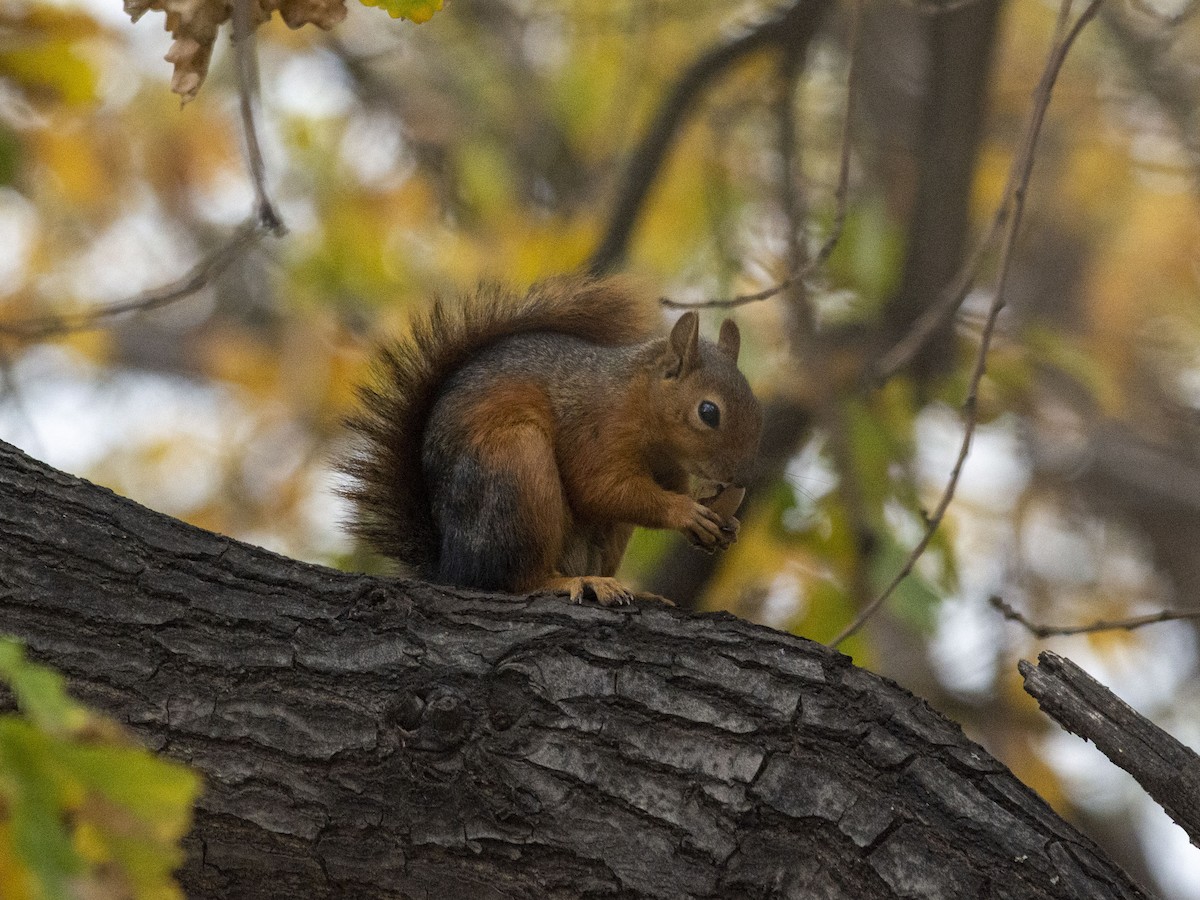 ペルシアリス - ML646828491