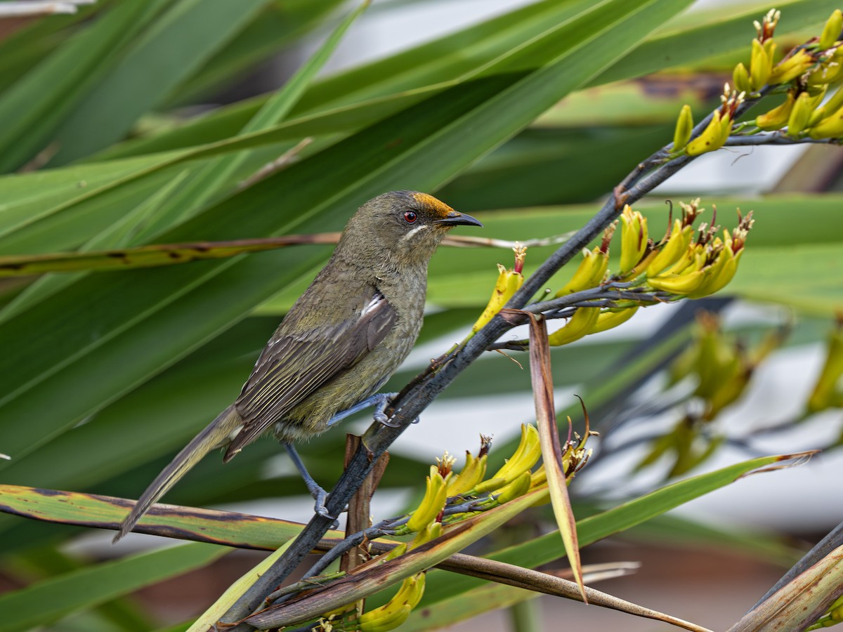 New Zealand Bellbird - ML646828498