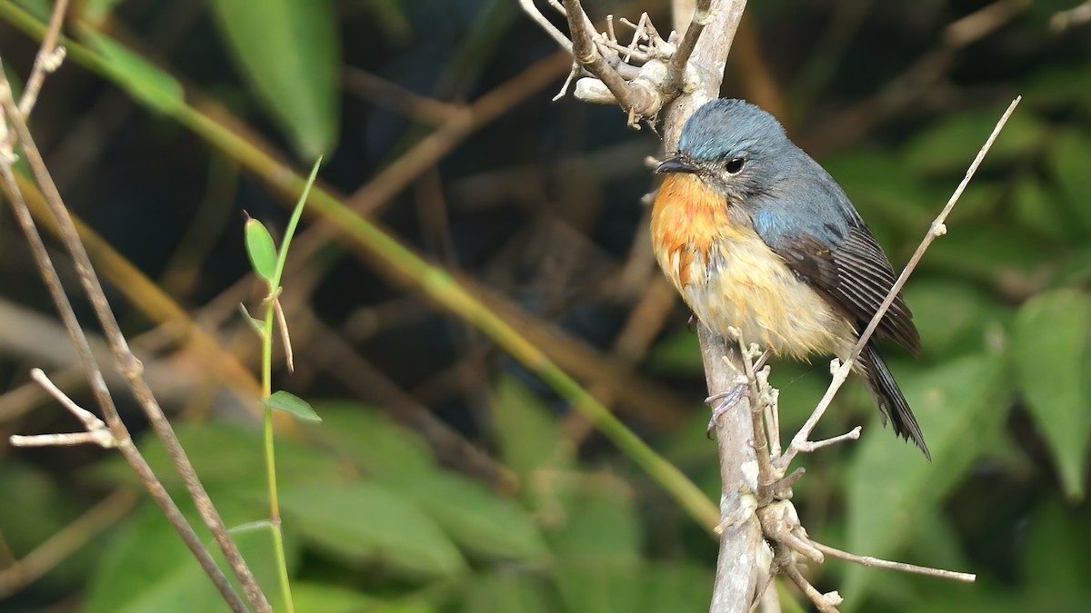 Tickell's Blue Flycatcher - ML646828499