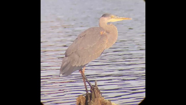 Great Blue Heron (Great Blue) - ML646828500