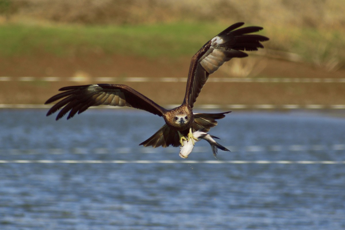 Brahminy Kite - ML646828501