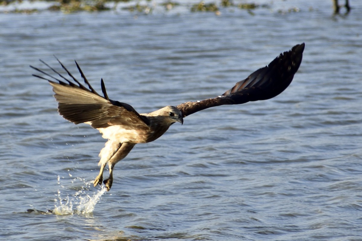 Brahminy Kite - ML646828502