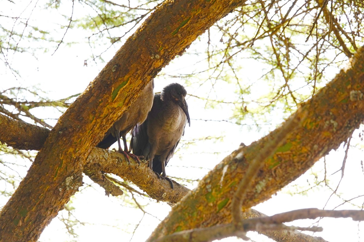 Hadada Aynağı - ML646828505