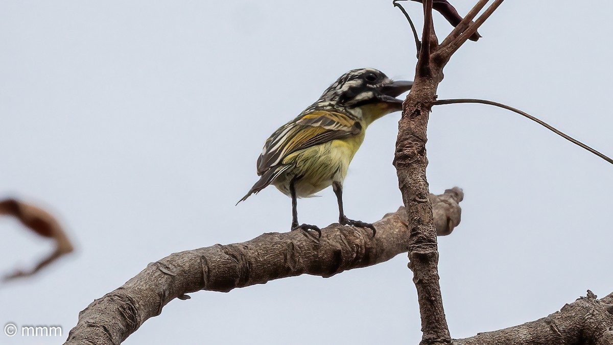 gullpannekobberslager - ML646828509